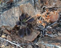 Tylecodon leucothrix