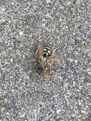 Polistes dominula