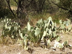Opuntia rastrera