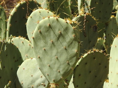 Opuntia rastrera