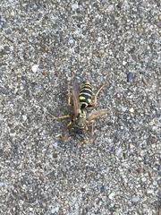 Polistes dominula