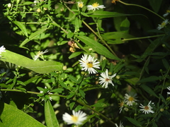 Zadontomerus