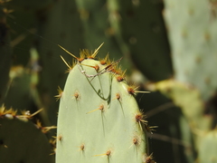 Opuntia rastrera