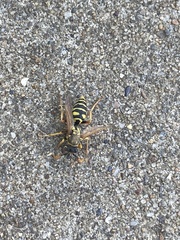 Polistes dominula