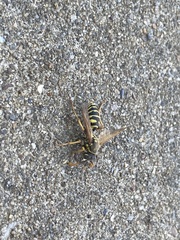 Polistes dominula