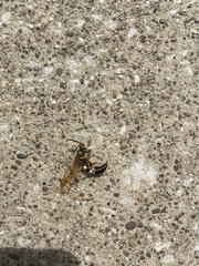 Sphecius speciosus