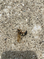 Sphecius speciosus