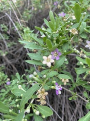 Lycium barbarum