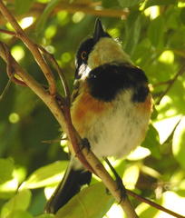 Batis capensis capensis