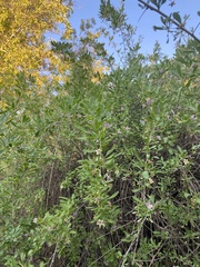 Lycium barbarum