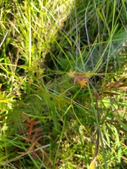 Lysimachia quadriflora