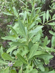 Lycium barbarum