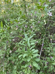 Lycium barbarum