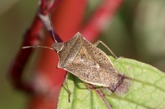 Euschistus variolarius