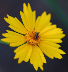 Holcopasites calliopsidis calliopsidis