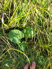 Packera pseudaurea