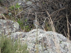 Ochthoeca leucophrys