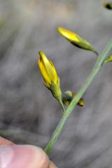 Lebeckia