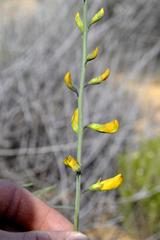Lebeckia