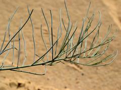 Lebeckia