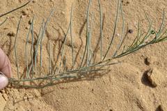 Lebeckia