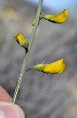 Lebeckia