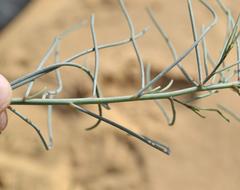 Lebeckia