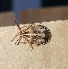 Trichopepla