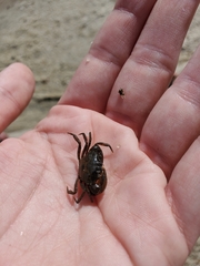 Rhithropanopeus harrisii