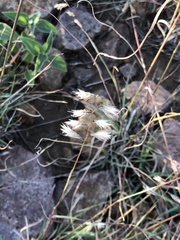 Bouteloua chondrosioides