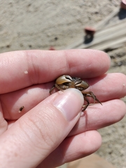 Rhithropanopeus harrisii