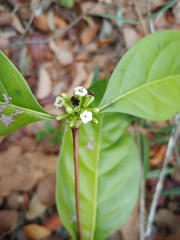 Cordiera