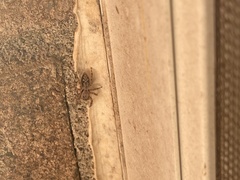 Platycryptus undatus