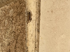 Platycryptus undatus