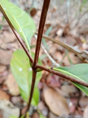 Cordiera