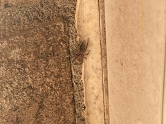 Platycryptus undatus