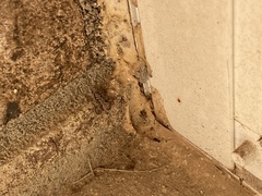 Platycryptus undatus