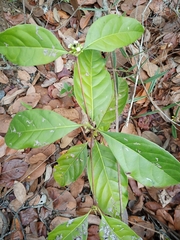 Cordiera