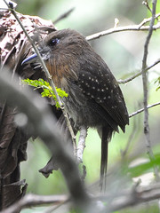 Malacoptila mystacalis