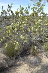 Leucadendron procerum
