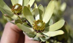 Leucadendron procerum
