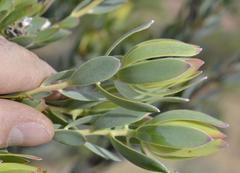 Leucadendron procerum