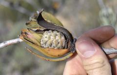 Leucadendron procerum