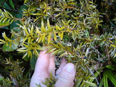 Podocarpus laetus × Podocarpus nivalis