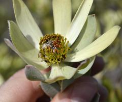 Leucadendron procerum