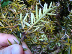 Podocarpus laetus × Podocarpus nivalis