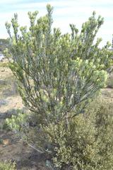 Leucadendron procerum