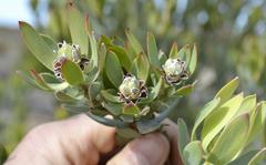 Leucadendron procerum