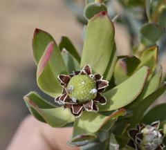 Leucadendron procerum