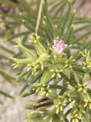 Nama carnosa
